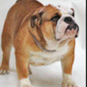 Meet your Posher, Bella